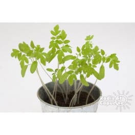 Les graines de tomates cerise en pot