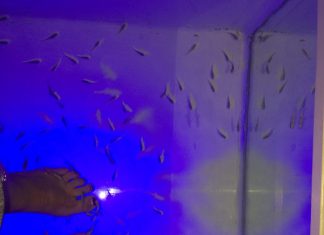 J'ai testé le Fish Spa