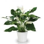 arthurium-en-pot