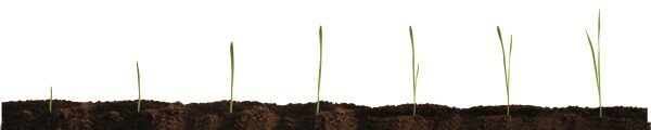 jeune plante avoine