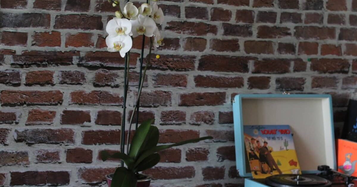 Offrir des fleurs pour la fête des mères : une bonne idée ?